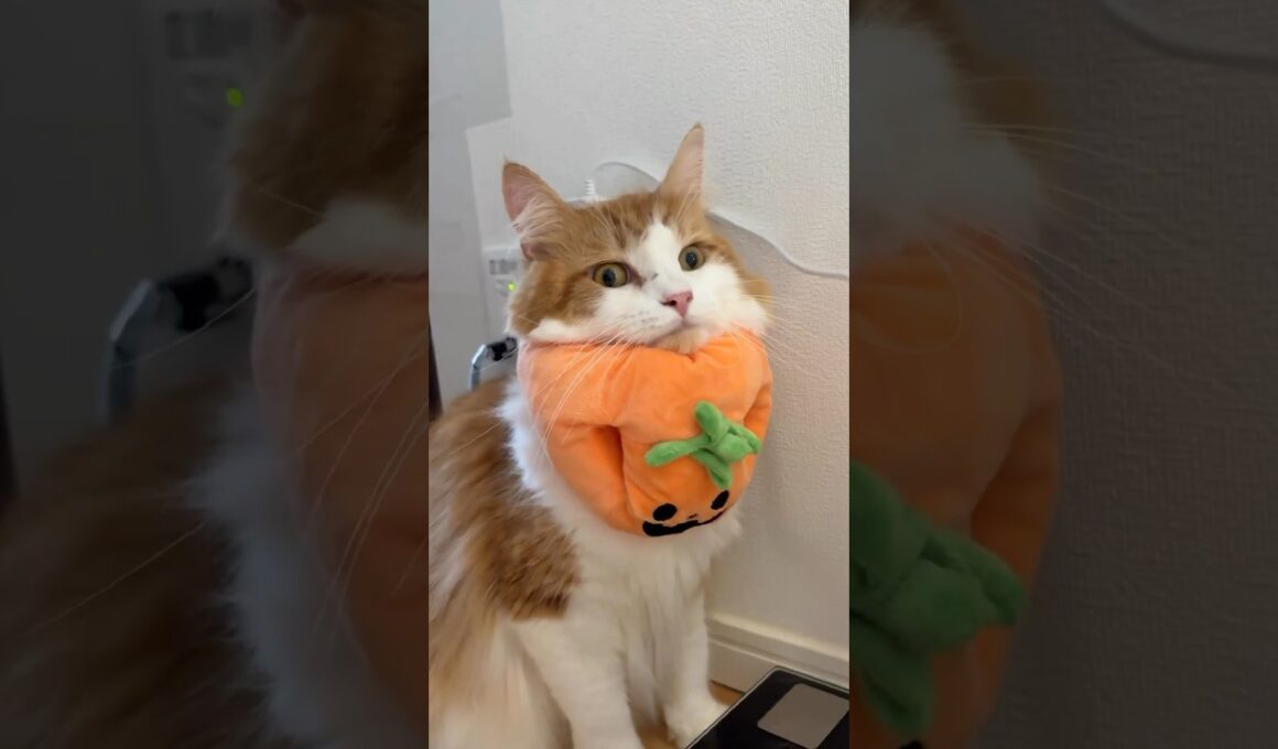 ハロウィンを先取り仮装猫🎃　#catvideos  #cat #メインクーン #mainecoon #ねこ #猫のいる暮らし #猫動画 #猫のいる暮らし #shorts #cat #猫動画
