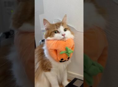 ハロウィンを先取り仮装猫🎃　#catvideos  #cat #メインクーン #mainecoon #ねこ #猫のいる暮らし #猫動画 #猫のいる暮らし #shorts #cat #猫動画