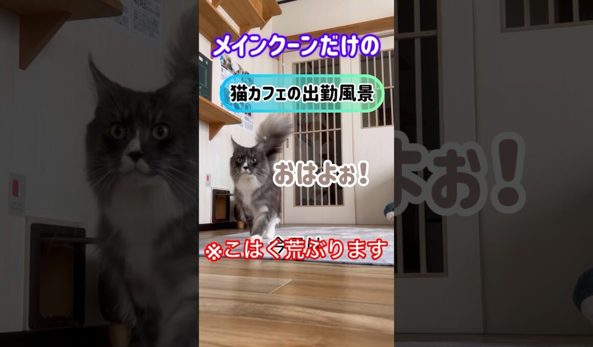 メインクーンだけの【猫カフェの出勤風景】#cat #mainecoon #メインクーン