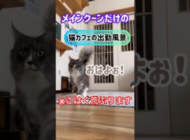 メインクーンだけの【猫カフェの出勤風景】#cat #mainecoon #メインクーン