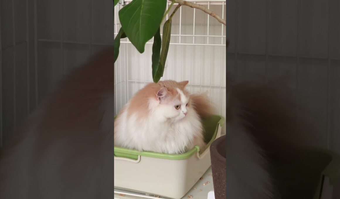 【猫のいる暮らし】#cat #ペルシャ #スコッティッシュフォールド #もふもふ