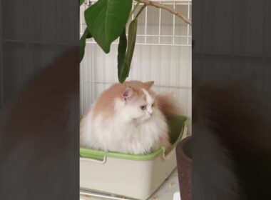【猫のいる暮らし】#cat #ペルシャ #スコッティッシュフォールド #もふもふ