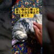 ２代目当主　ウタ＝スフィンクス（本人的には代理）が気疲れして寝ている様ですね…#cat #ウタ #猫のいる暮らし #ねこのいる生活 #いやしねこ