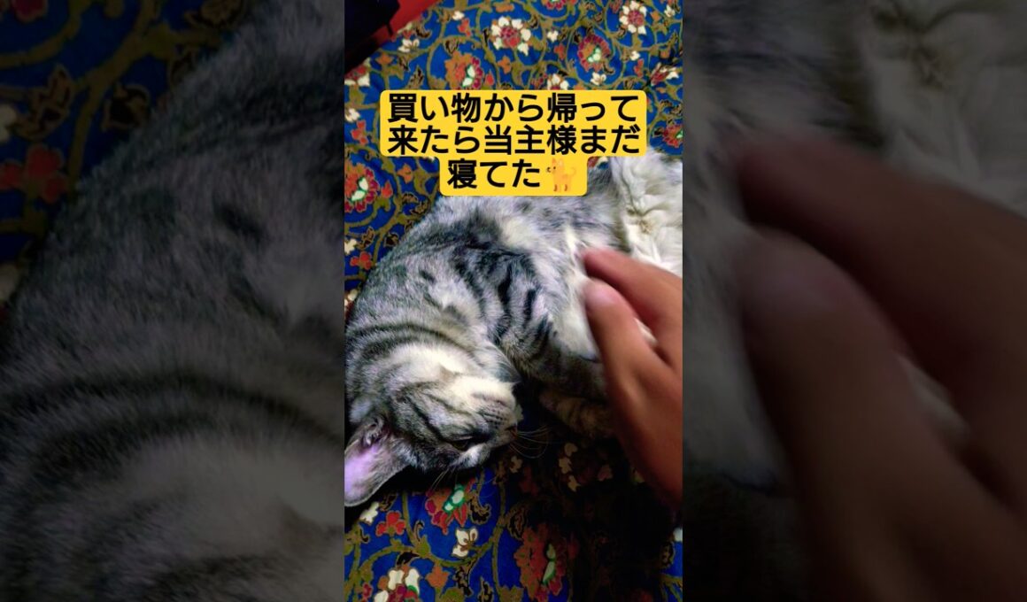２代目当主　ウタ＝スフィンクス（本人的には代理）が気疲れして寝ている様ですね…#cat #ウタ #猫のいる暮らし #ねこのいる生活 #いやしねこ