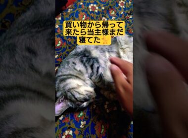 ２代目当主　ウタ＝スフィンクス（本人的には代理）が気疲れして寝ている様ですね…#cat #ウタ #猫のいる暮らし #ねこのいる生活 #いやしねこ