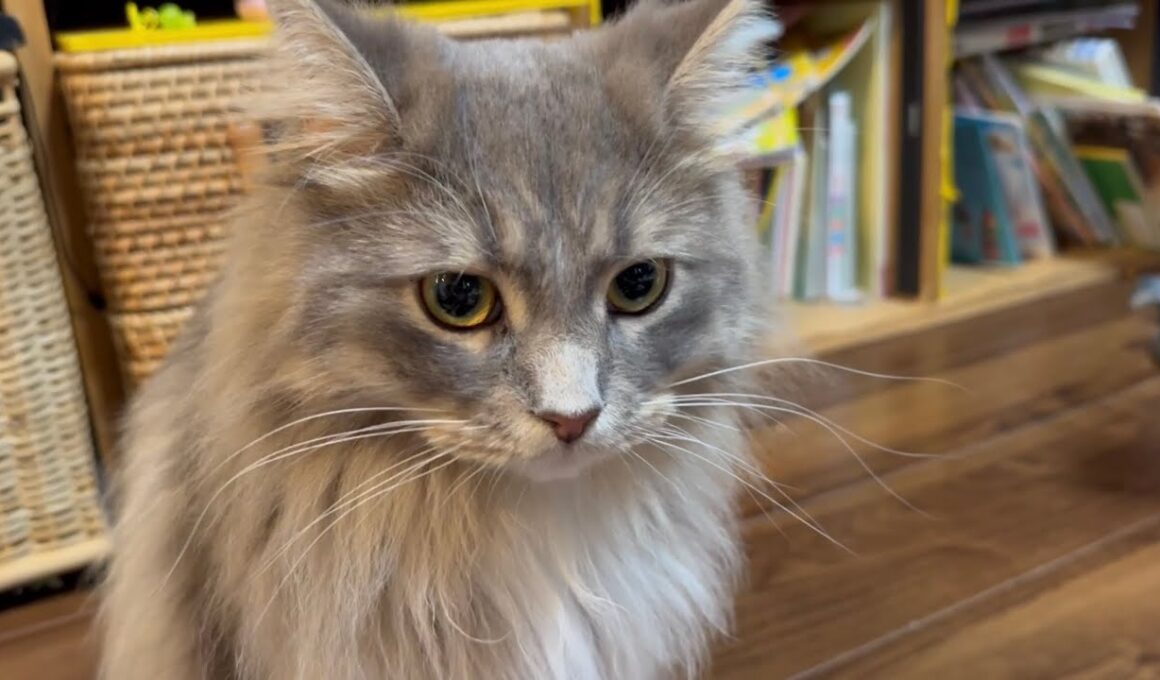 オモチャが止まった時に反応する猫　サイベリアンA cat that doesn't react to a moving toy. Siberian