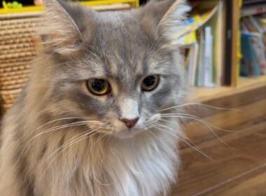 オモチャが止まった時に反応する猫　サイベリアンA cat that doesn't react to a moving toy. Siberian