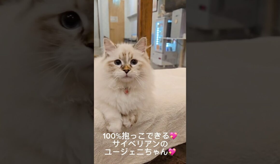 抱っこができる#サイベリアン の#子猫 💖ユージェニーちゃん💖いつもお膝でゴロンです。最高の子猫はサイベリアン専門店のロイヤルキャッツで出会えます💖#ペットショップ