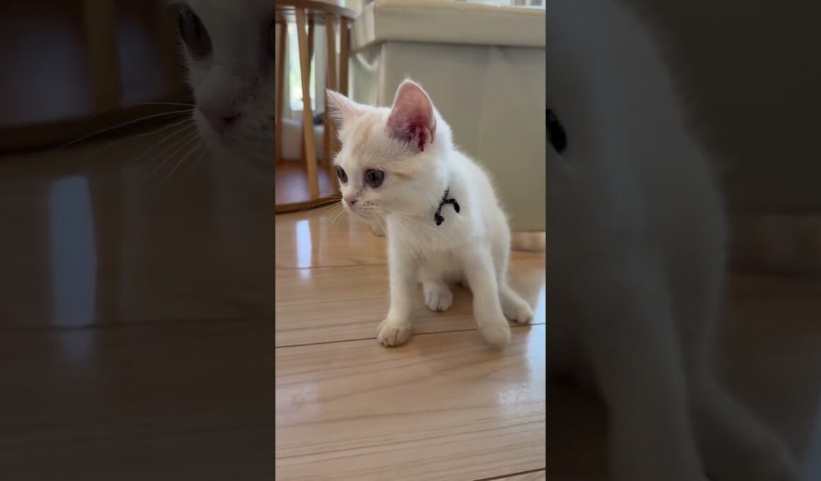 よちよち歩きの子猫さんをなでなで / まんちの樹 猫カフェ・マンチカン猫ブリーダー /  #ねこ #cat #子猫 #かわいい