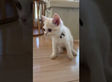 よちよち歩きの子猫さんをなでなで / まんちの樹 猫カフェ・マンチカン猫ブリーダー /  #ねこ #cat #子猫 #かわいい