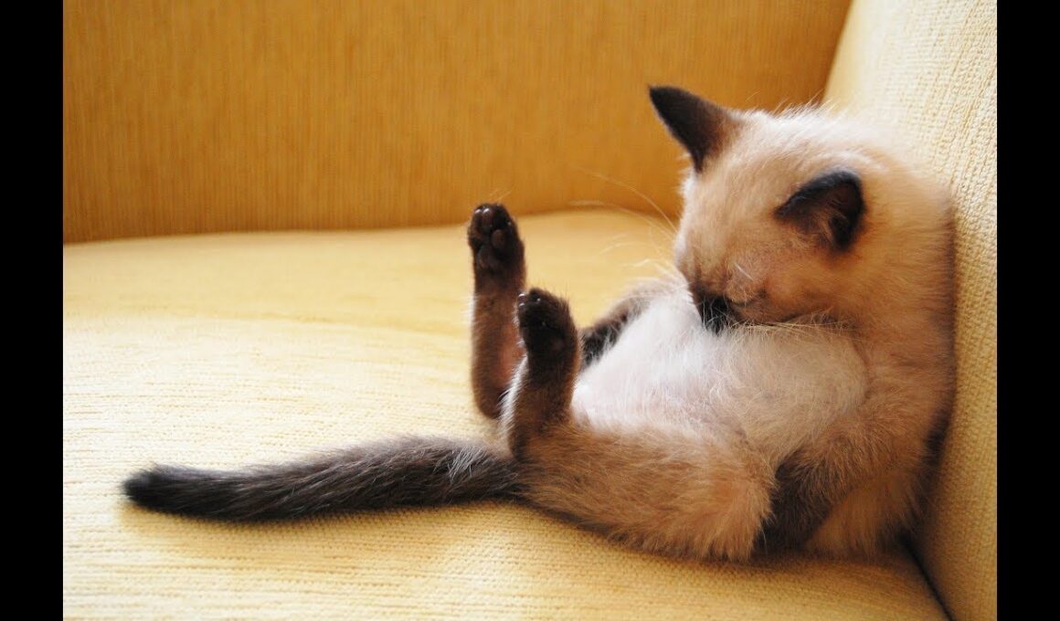 シャム猫ちゃんのかわいい仕草の瞬間♡～Moment of cute gesture of Siamese cat.