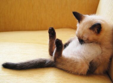 シャム猫ちゃんのかわいい仕草の瞬間♡～Moment of cute gesture of Siamese cat.