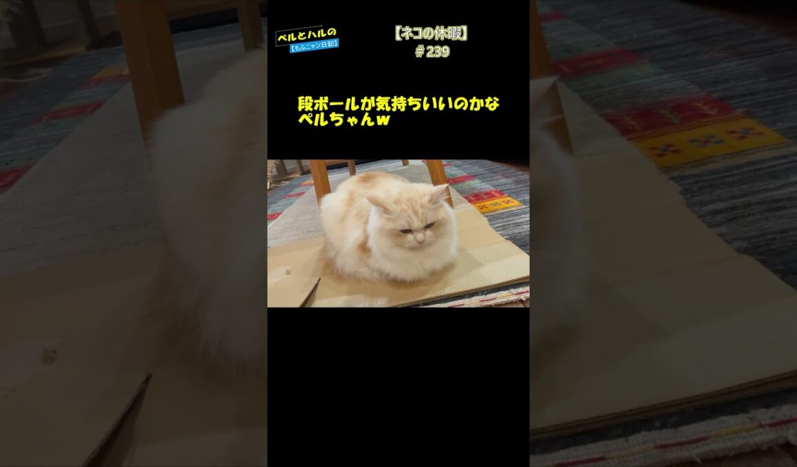 【ネコの休暇】＃239#cat #スコティッシュ #セルカークレックス #長毛猫 #猫好きさんと繋がりたい #休暇