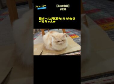 【ネコの休暇】＃239#cat #スコティッシュ #セルカークレックス #長毛猫 #猫好きさんと繋がりたい #休暇