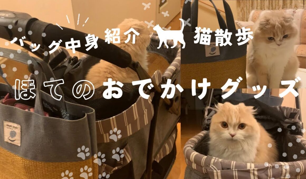【スコティッシュフォールド】猫のお出かけバッグ中身紹介/お散歩バッグ/猫散歩/Scottish Fold