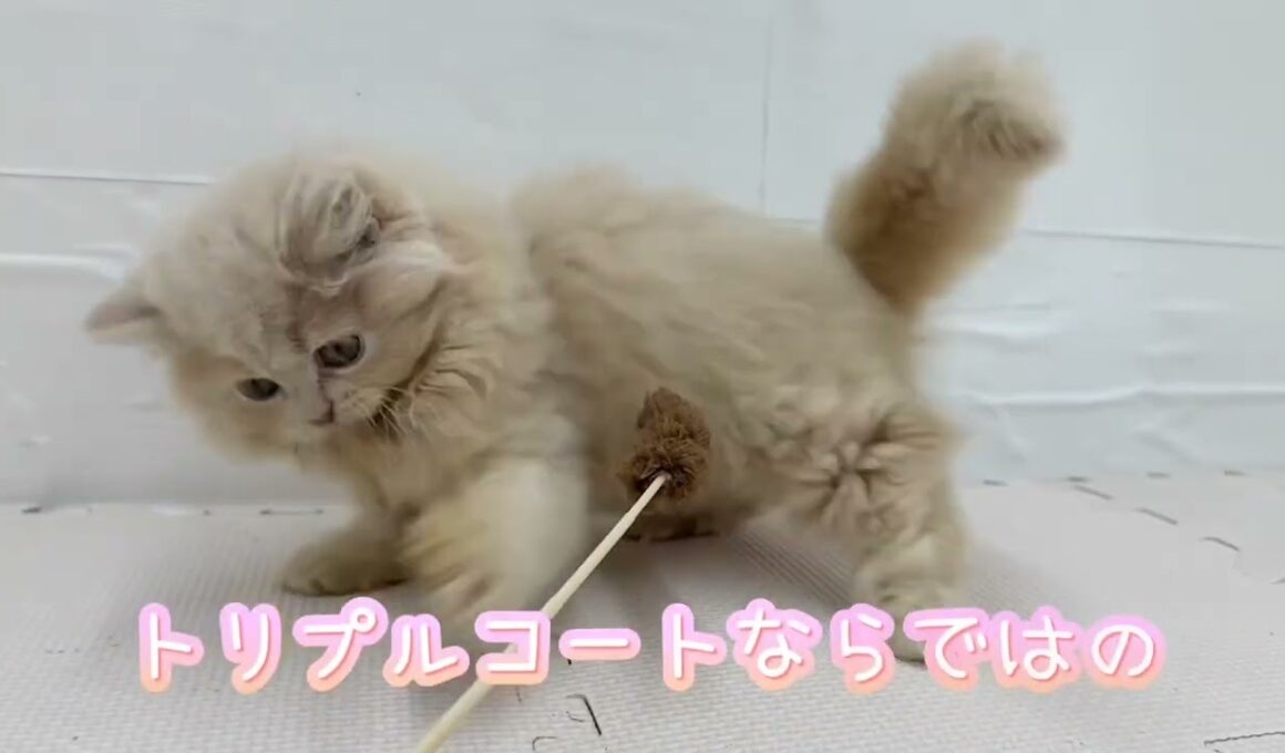 【9/2撮影】わんちゃんみたいなネコちゃん！サイベリアン♡