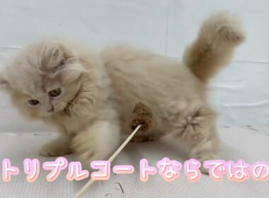 【9/2撮影】わんちゃんみたいなネコちゃん！サイベリアン♡