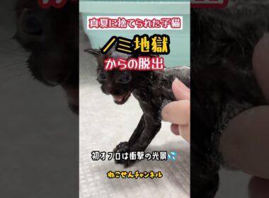 【続・子猫ノミ地獄】まだ出る!? お風呂で衝撃の光景💦 | ねこせん