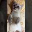 シャムの子ネコ雫ちゃん。ナデナデこちょこちょしたら、メチャかわ
