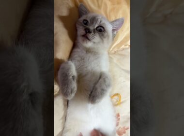 シャムの子ネコ雫ちゃん。ナデナデこちょこちょしたら、メチャかわ