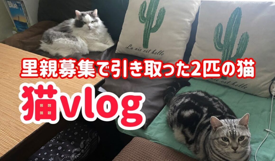 【猫vlog03】◉色々な場所へ移動する2匹の様子