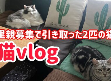 【猫vlog03】◉色々な場所へ移動する2匹の様子
