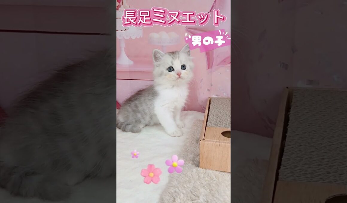 【ご家族様募集中】長足ミヌエット男の子♡ #cat  #かわいい子猫 #kitten #子猫 #cute #子猫ブリーダー #長足マンチカン #短足ミヌエット #子ネコ