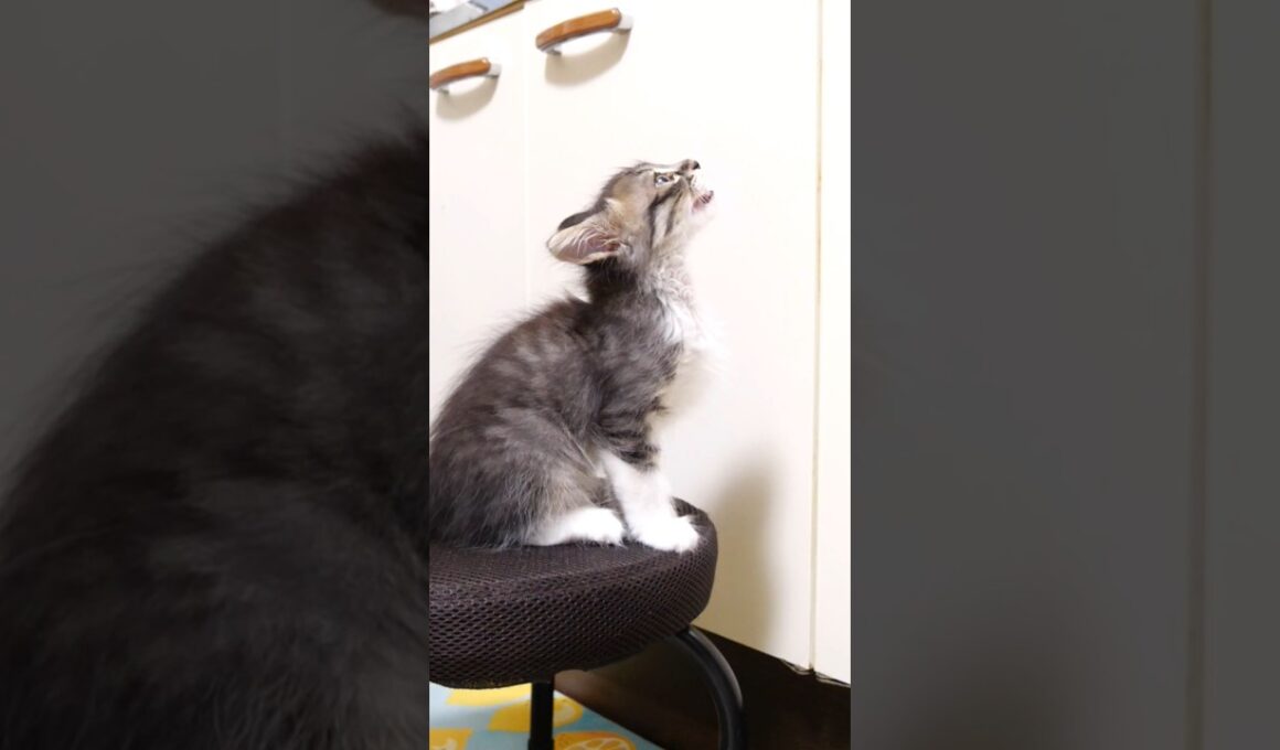 かわいい鳴き声でママを見つめる子猫 #gatto #kitten #meow #cat #asmr