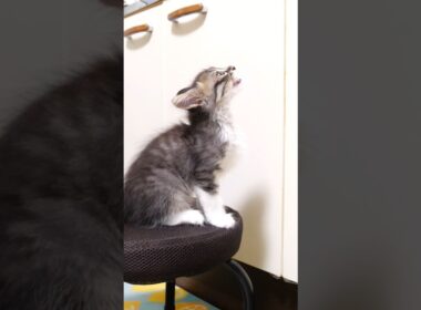 かわいい鳴き声でママを見つめる子猫 #gatto #kitten #meow #cat #asmr