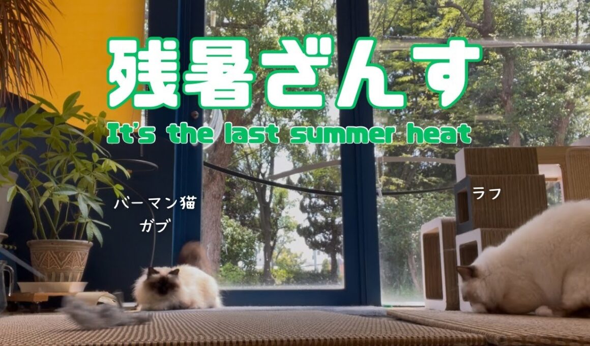 バーマン猫ガブとラフ【残暑ざんす】It's the last summer heat（バーマン猫）Birman/Cat