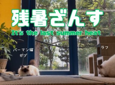 バーマン猫ガブとラフ【残暑ざんす】It's the last summer heat（バーマン猫）Birman/Cat
