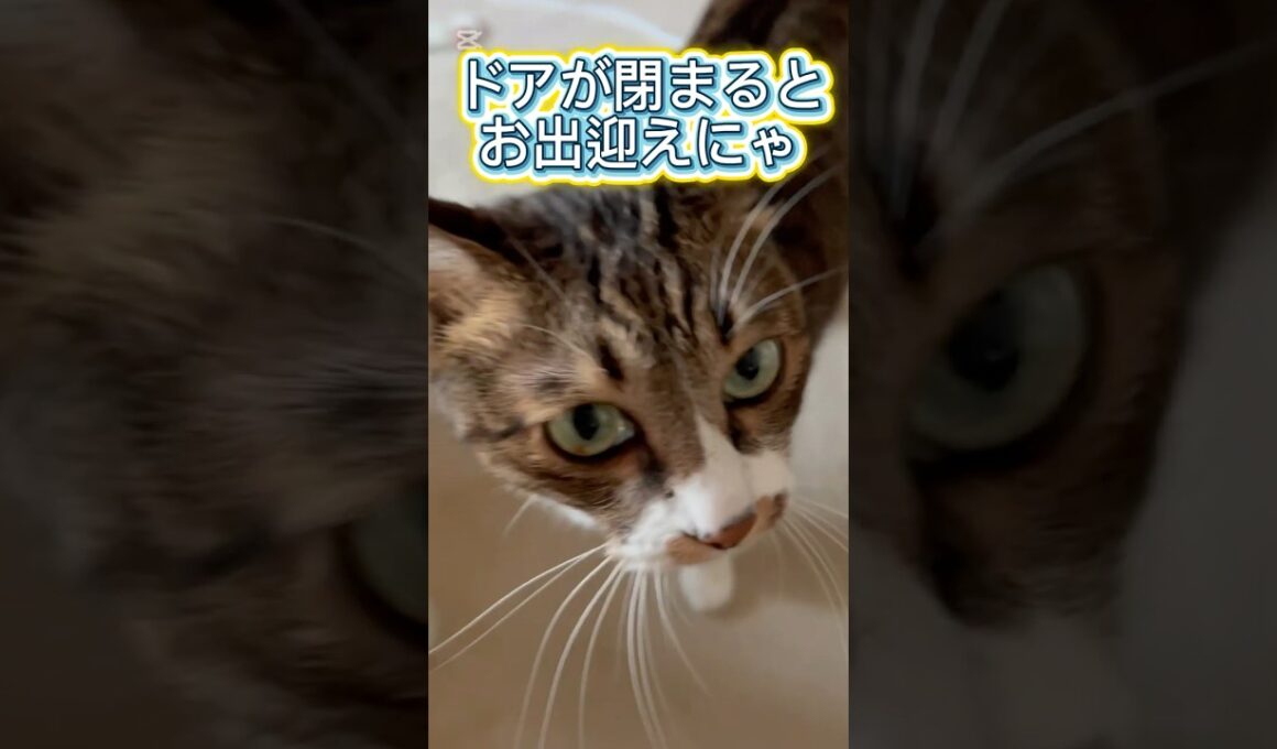 【お出迎えする猫】#shorts #猫 #キジシロ #猫のいる暮らし #ぽんずさん