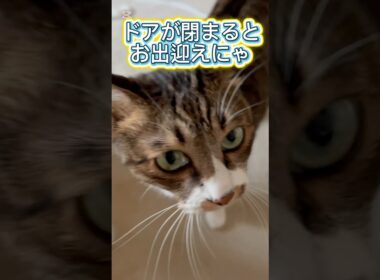 【お出迎えする猫】#shorts #猫 #キジシロ #猫のいる暮らし #ぽんずさん