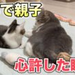 【まるで親子】気難しい猫が子猫を受け入れる瞬間が感動的