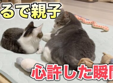 【まるで親子】気難しい猫が子猫を受け入れる瞬間が感動的