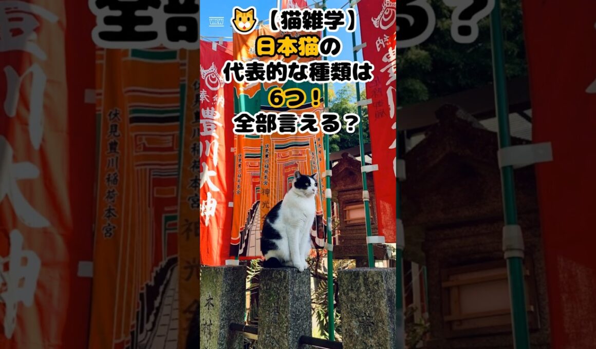 🐱【猫雑学】日本猫の代表的な種類は6つ！全部言える？ #shorts #雑学 #豆知識 #ねこ #猫のいる暮らし #cat #四国めたん
