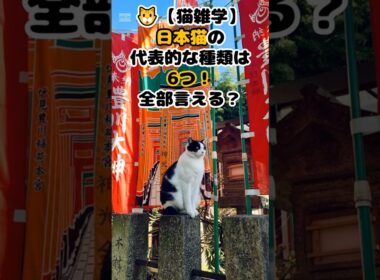 🐱【猫雑学】日本猫の代表的な種類は6つ！全部言える？ #shorts #雑学 #豆知識 #ねこ #猫のいる暮らし #cat #四国めたん