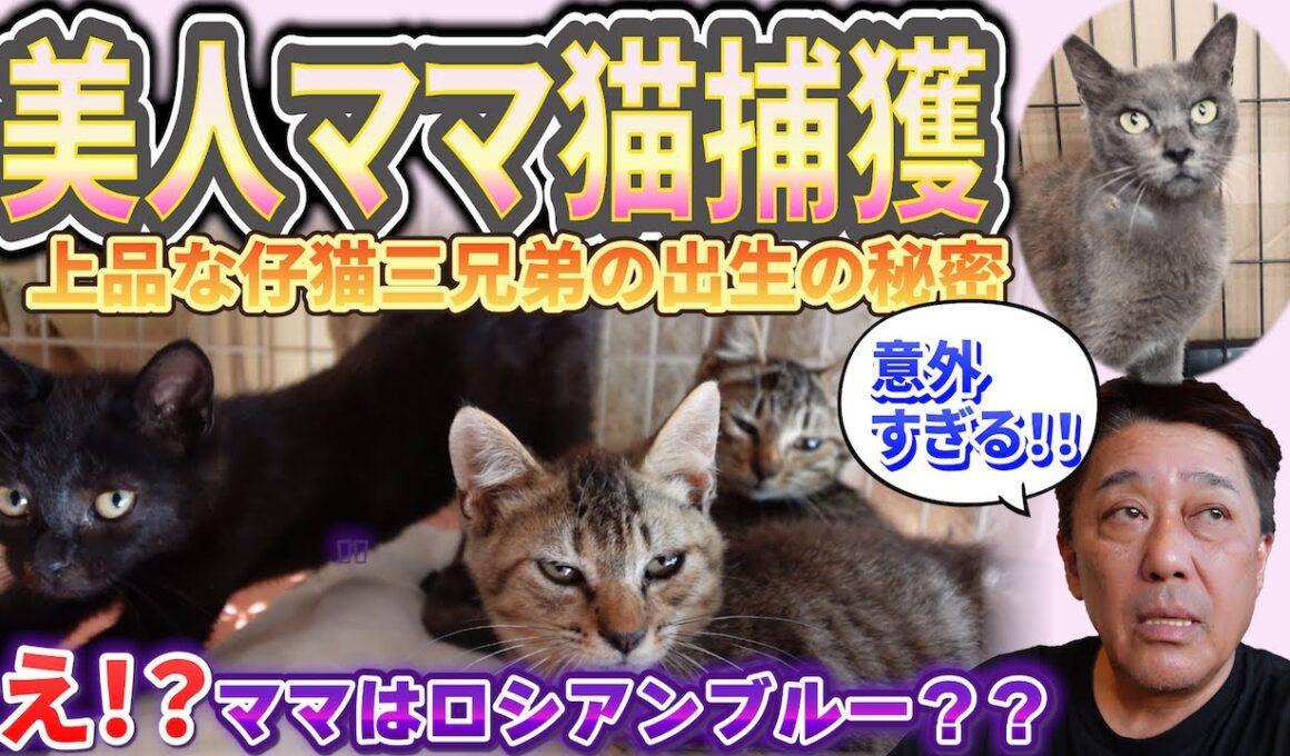 子猫の威嚇が消えた日…そして母猫との出会い〜坂上パパと三匹の仔猫物語②
