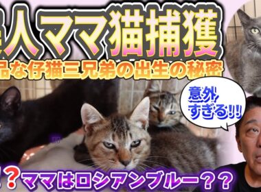 子猫の威嚇が消えた日…そして母猫との出会い〜坂上パパと三匹の仔猫物語②