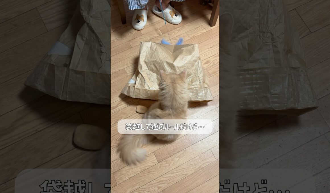 ズルと言われて本気出す猫【サイベリアン・ずんだ】 #shorts #サイベリアン #猫 #ズル
