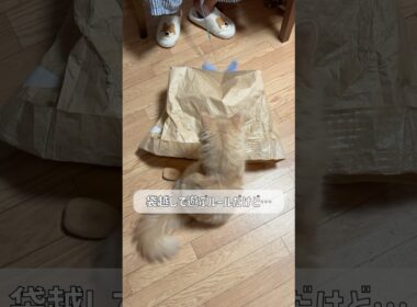 ズルと言われて本気出す猫【サイベリアン・ずんだ】 #shorts #サイベリアン #猫 #ズル