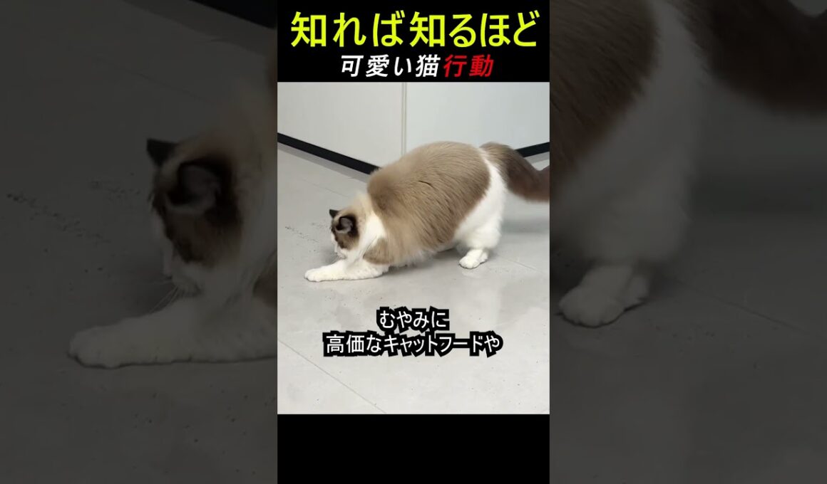 飯好きの猫