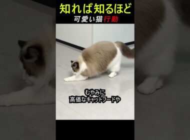 飯好きの猫