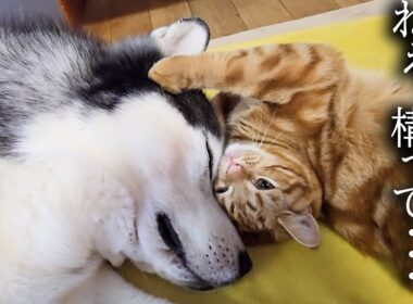 元気になった犬にかまってほしい子猫がこうなりました...