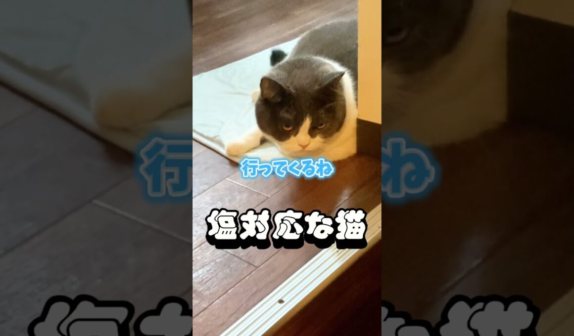 お見送りが塩対応な猫  #猫  #cat #かしわねこ #猫のいる暮らし