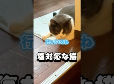お見送りが塩対応な猫  #猫  #cat #かしわねこ #猫のいる暮らし