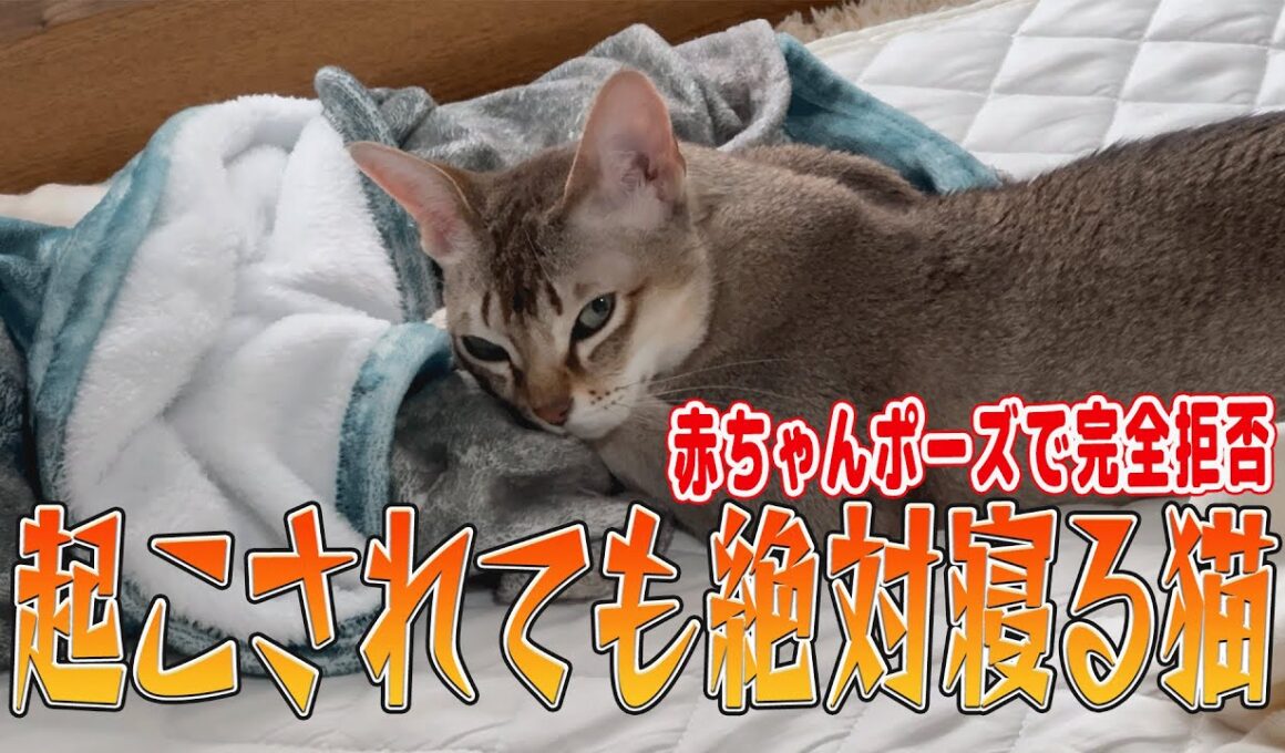 【シンガプーラ】起こされても絶対寝る猫！ニューボーンフォト?赤ちゃんポーズで完全拒否#singapura #cat