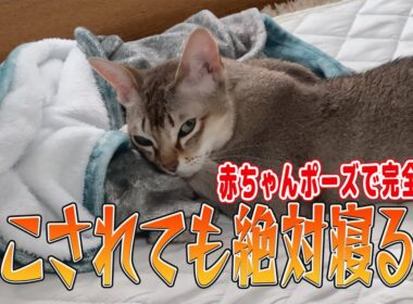 【シンガプーラ】起こされても絶対寝る猫！ニューボーンフォト?赤ちゃんポーズで完全拒否#singapura #cat