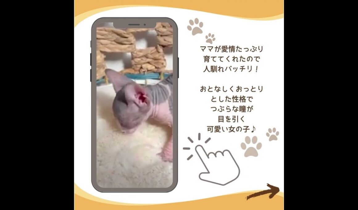 可愛い♡にゃんこ紹介 #子猫 #スフィンクス猫 #ブリーダーナビ
