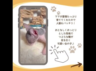 可愛い♡にゃんこ紹介 #子猫 #スフィンクス猫 #ブリーダーナビ